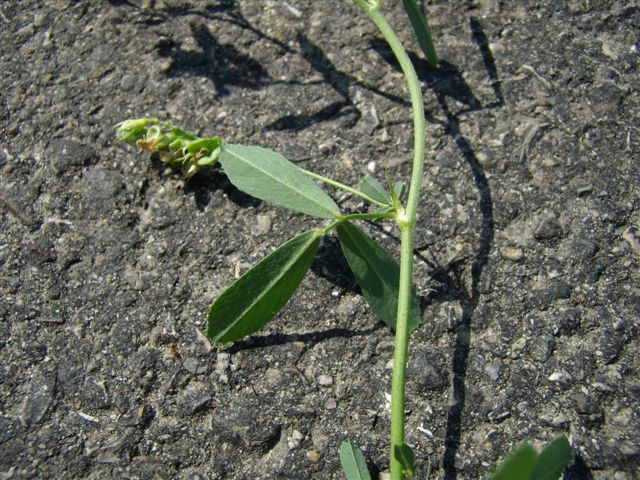 Medicago sativa / Erba medica